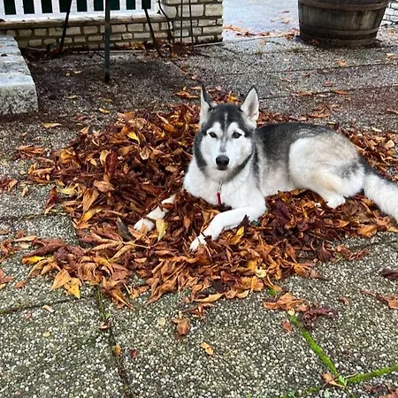 Gaisbergblick 公寓