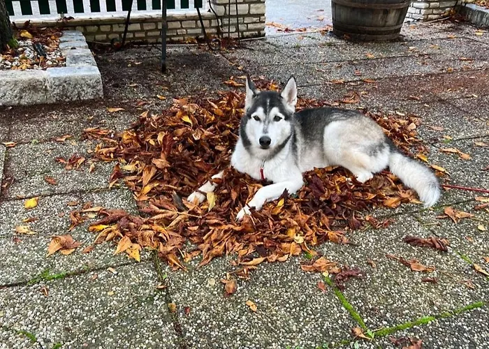 Gaisbergblick Apartment